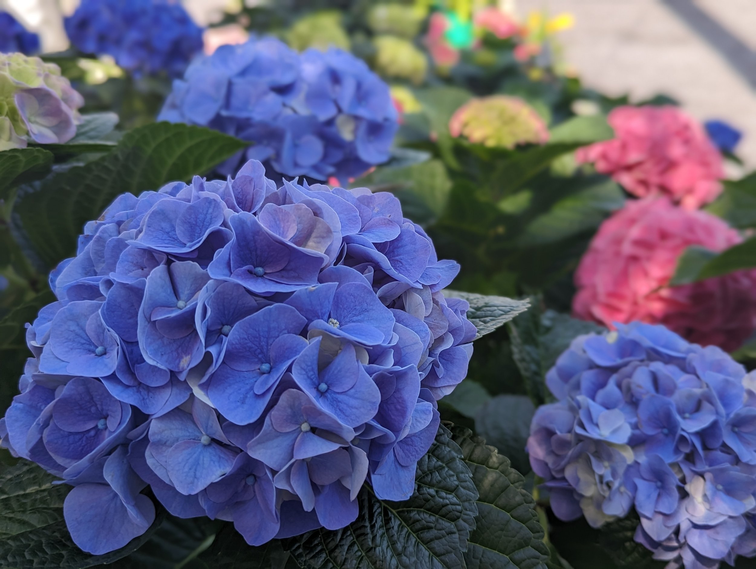 Hydrangea macrophylla My Beautiful Riviera PPAF — ThinkPlants